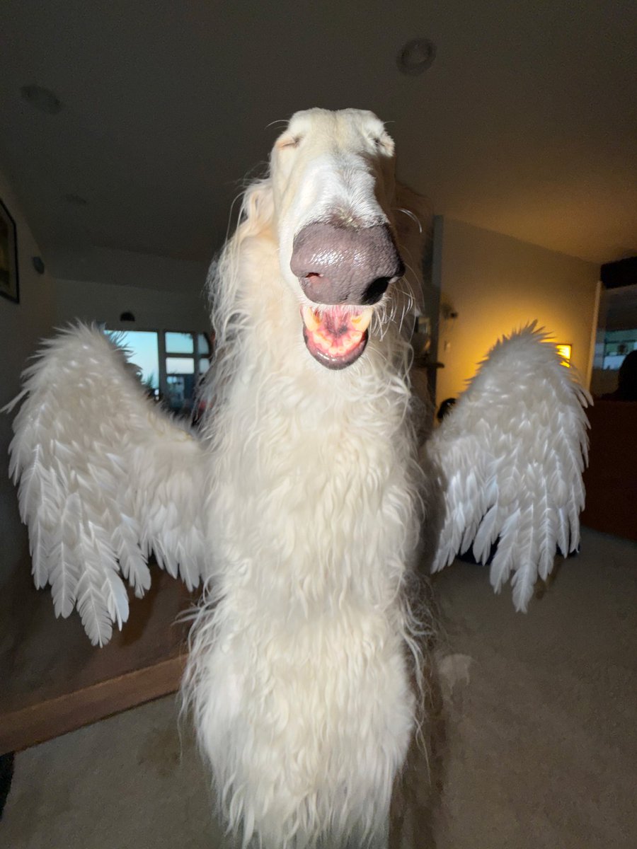 Esper Borzoi tweet media