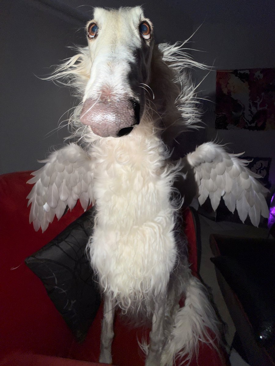 Esper Borzoi tweet media