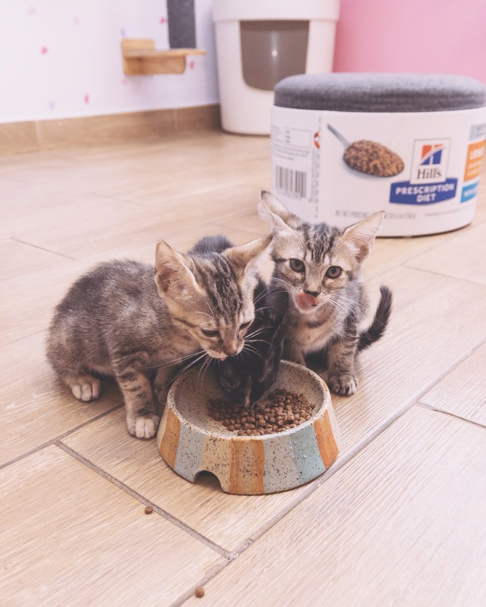 Adoptamiu tweet media