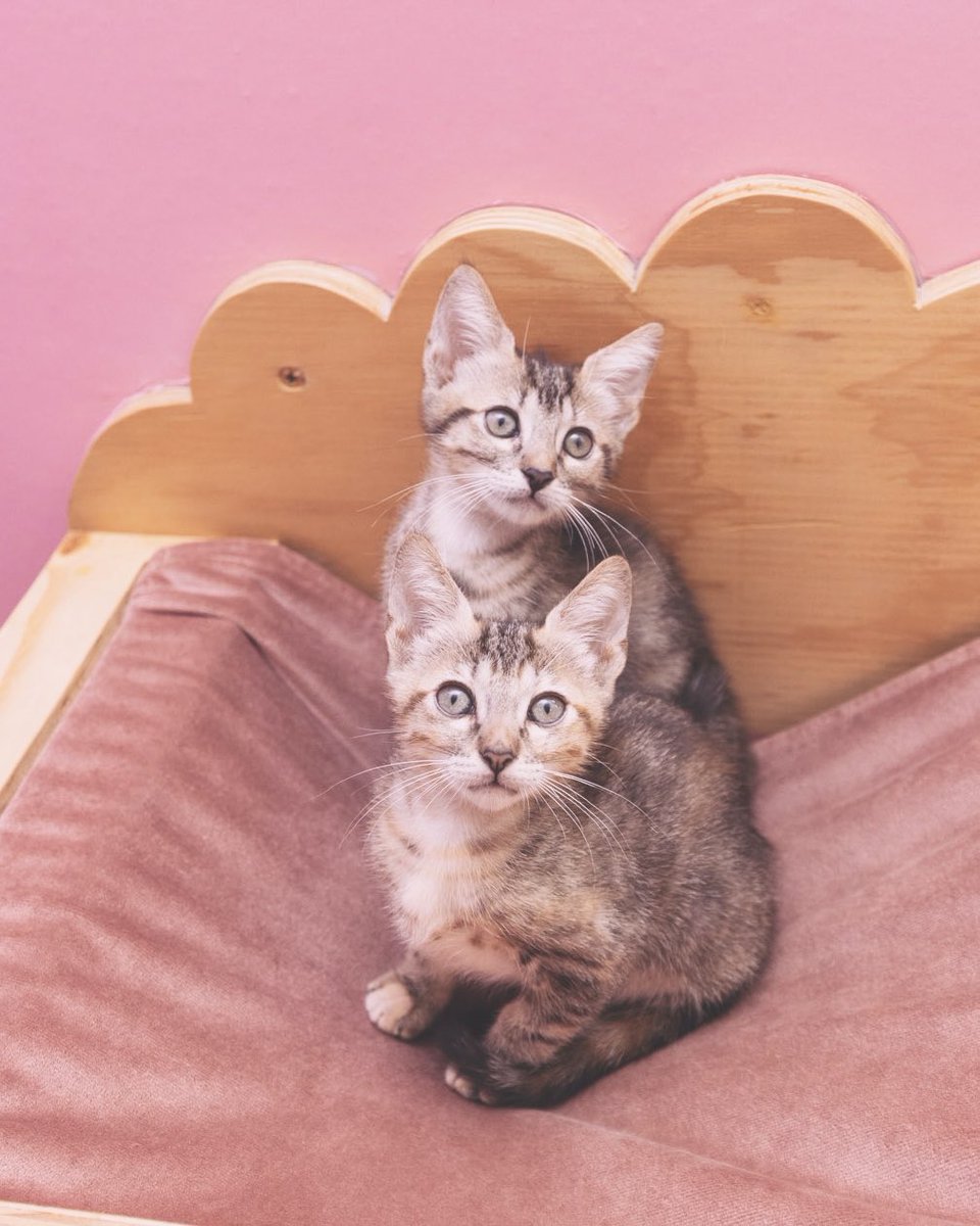 Adoptamiu tweet media