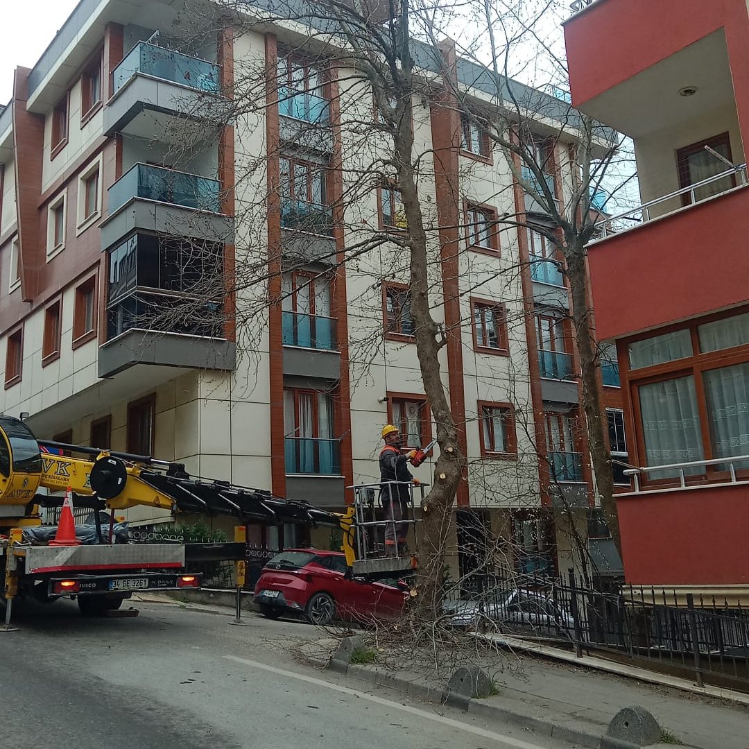 Cekmekoybeltr's tweet photo. Ağaç budama çalışmalarımıza Çekmeköy’ün dört bir yanında aralıksız devam ediyoruz.

Komşularımızdan gelen talepler doğrultusunda gerçekleştirdiğimiz budama çalışmalarıyla; ağaçlarımızın daha sağlıklı büyümesini sağlıyor, parklarımızı ve sokaklarımızı daha güvenli ve düzenli hale getiriyoruz.

Daha yeşil, daha bakımlı ve daha yaşanabilir bir Çekmeköy için var gücümüzle çalışmayı sürdürüyoruz.