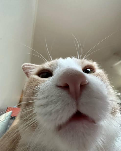 Rayoxium tweet media