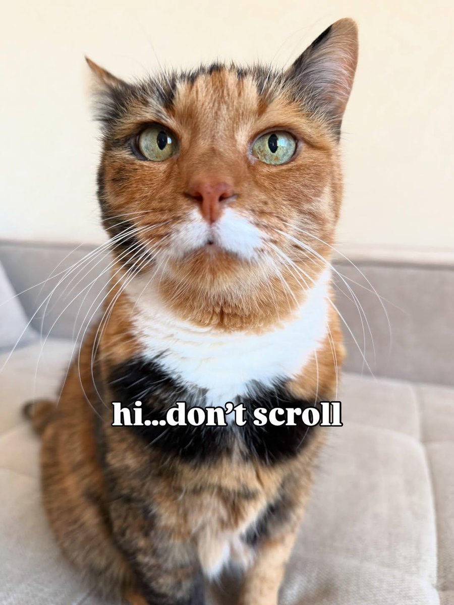 Sabiha1278's tweet image. you came this far… don’t leave now 🤍
.
.
.
.
.
#cat #cats #catsofinstagram #funnycatsofinstagram #funnycatpics