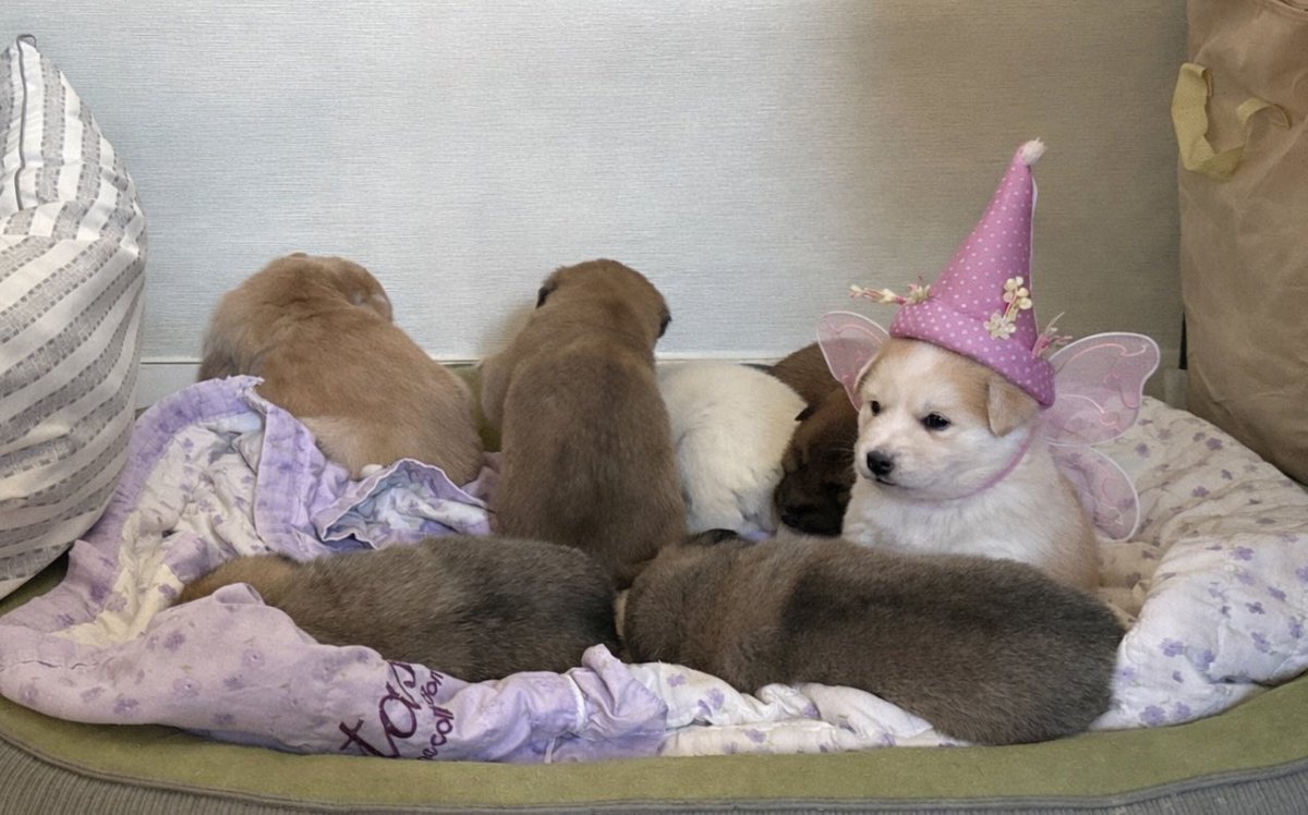 ⭐️럭키&일곱 꼬물이 가족찾아요⭐️ tweet media