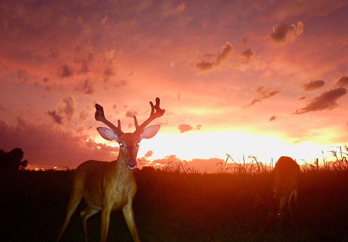 rektdiomedes tweet media