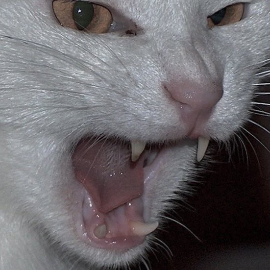 daily cats ♡ tweet media