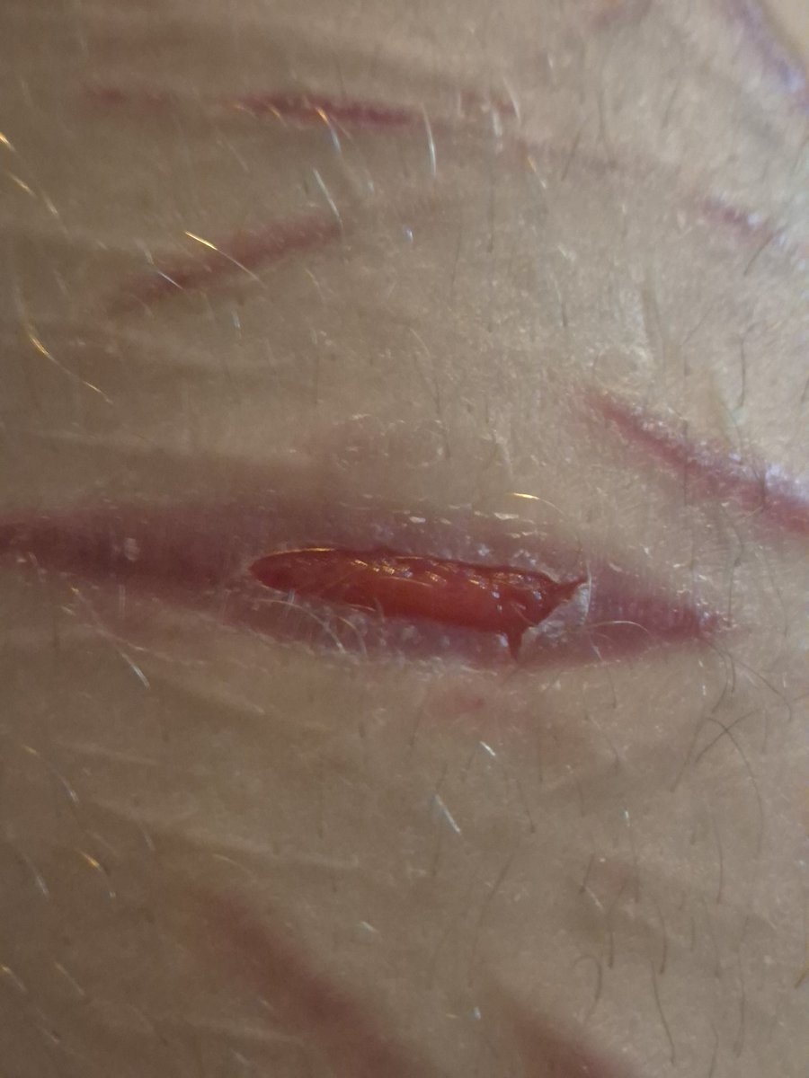 Ossie // shtwt tweet media