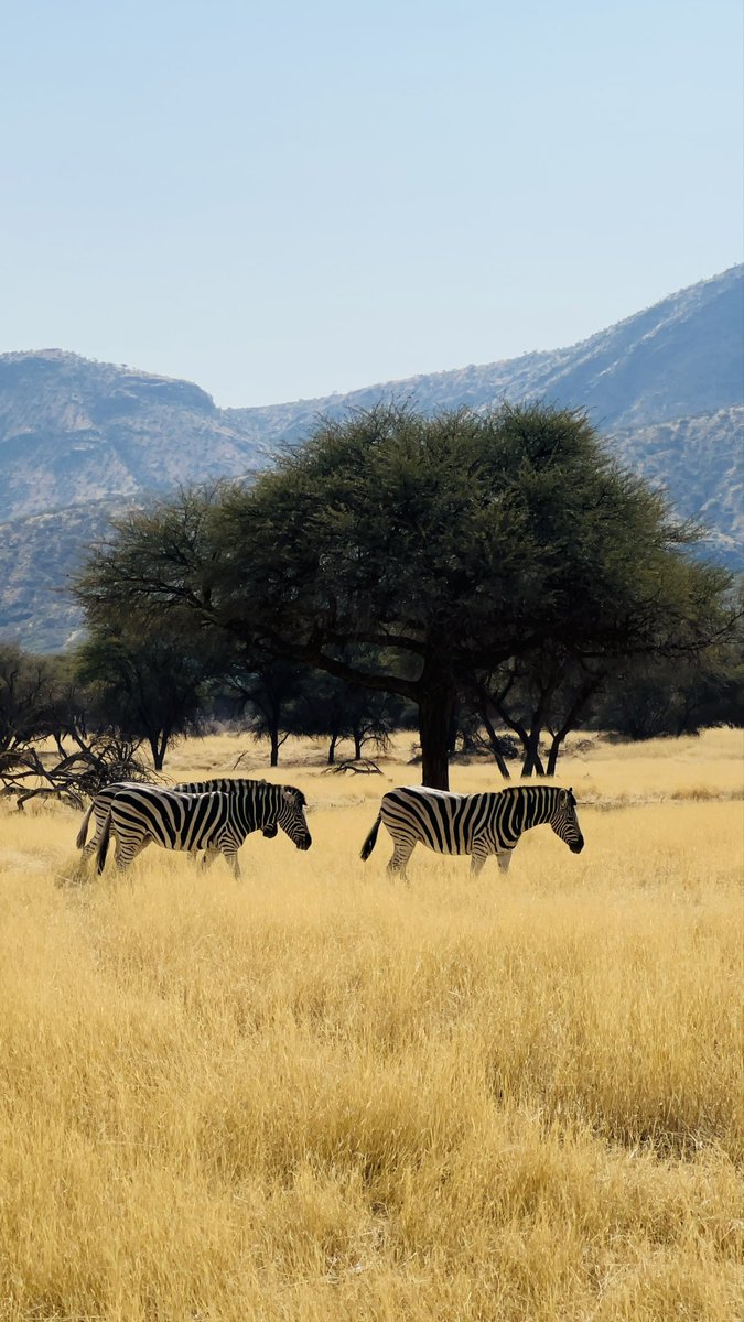 Nilotic 👑🇸🇸 tweet media