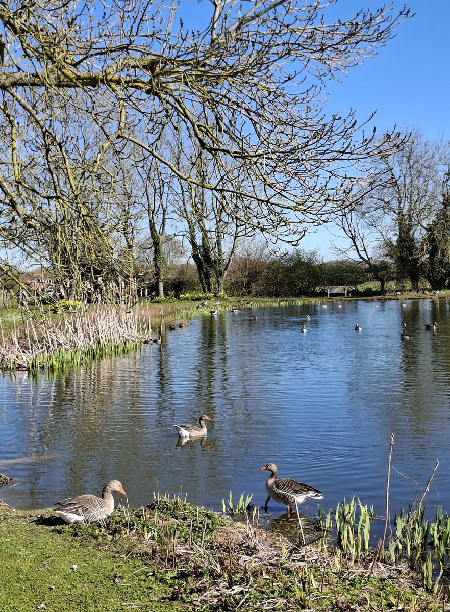 mycathardy's tweet image. The village pond at Bircham Tofts. #ponds #village #geese #ducks