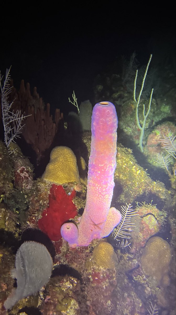 Vincent Parry. Scuba King tweet media