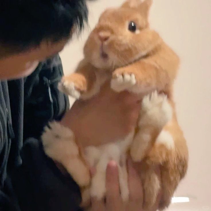 thepopularanimals tweet media