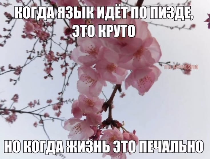 вампирица⚢ tweet media