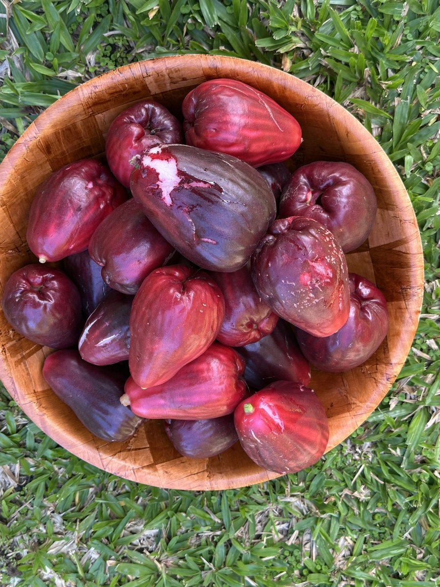 Trisha K Williams-Singh tweet media