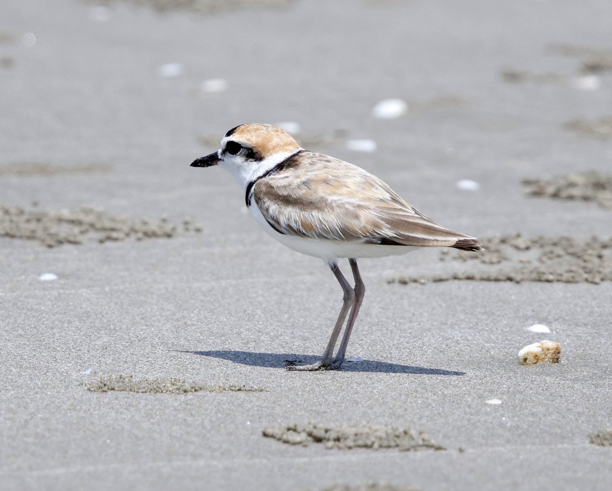 Sue Bryan tweet media