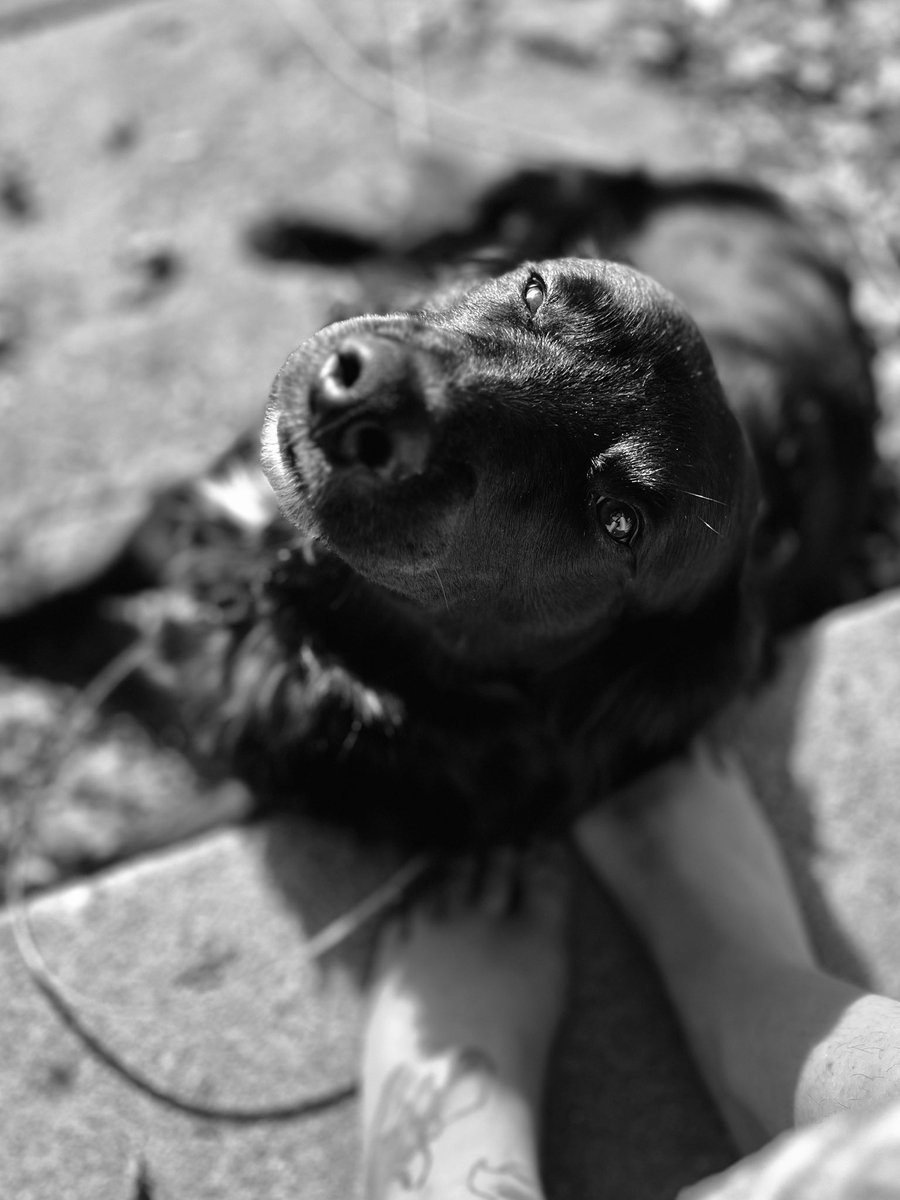 ⚡️𝗚๏๒๒𝗟Σⓢ⚡️Undercover Alien Agent🛸😎🖖 tweet media