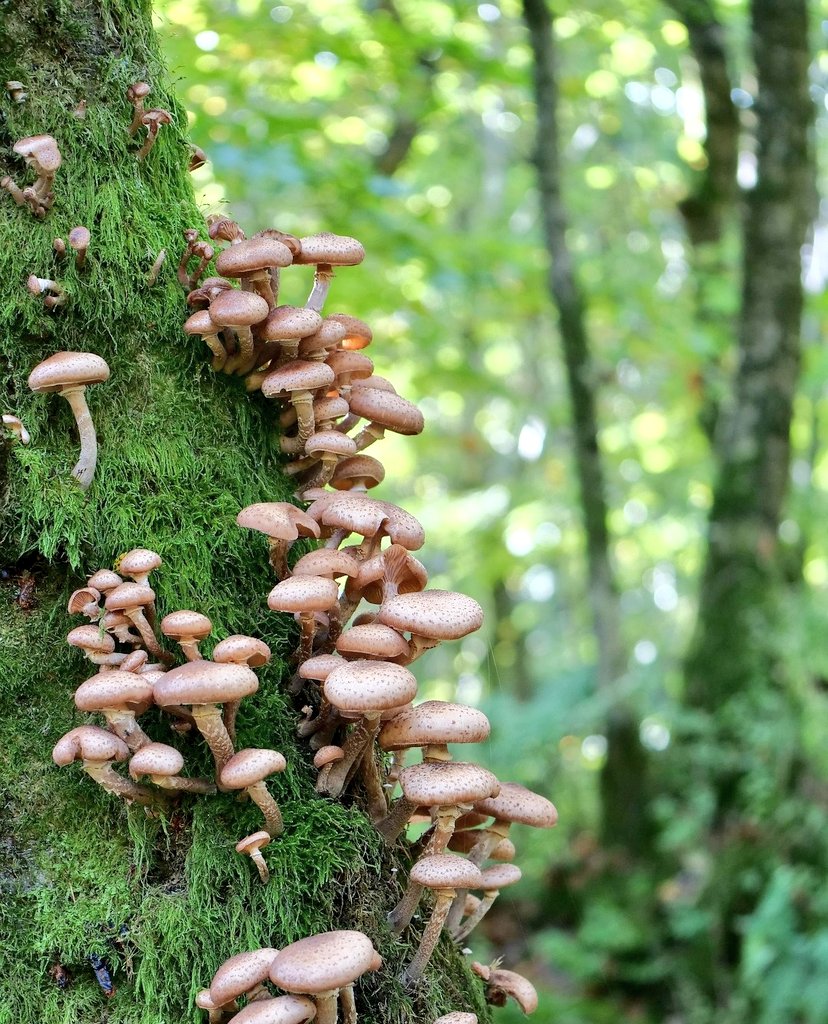 Regulación térmica, captura de CO2 y sumideros de agua dulce. La evidencia es clara: sin bosques, no hay futuro. Los bosques son infraestructuras naturales esenciales. Protegerlos es proteger la base de la vida. #DíaInternacionalDeLosBosques