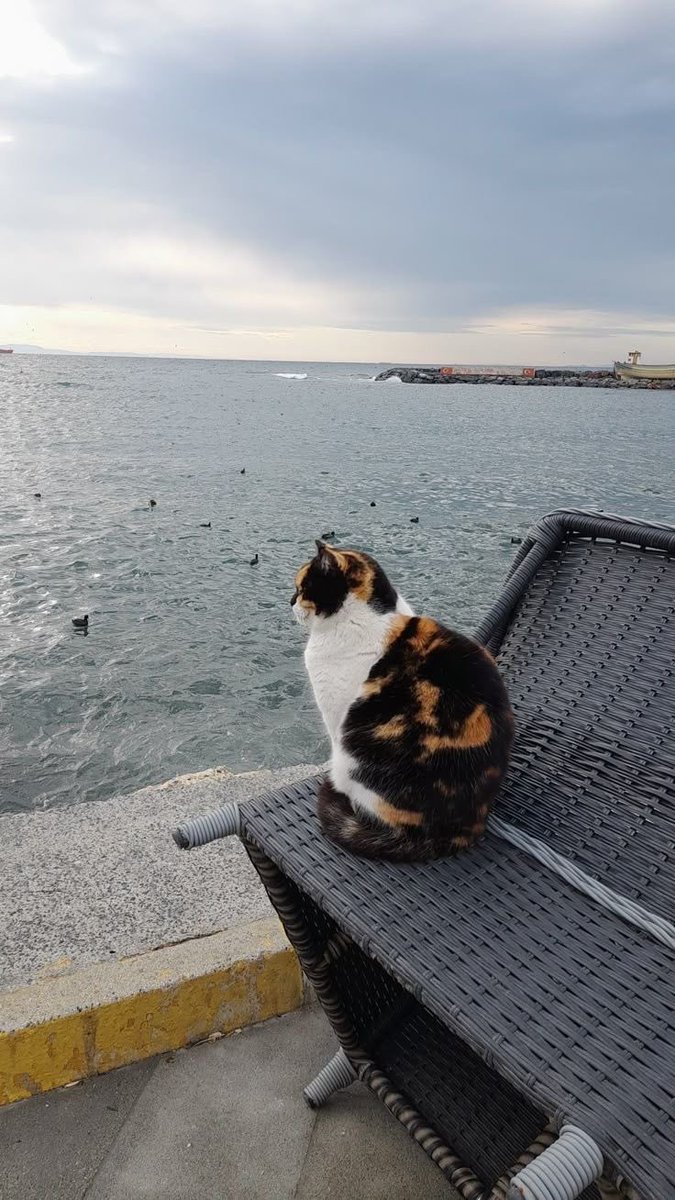 𓆸 figürsel tweet media