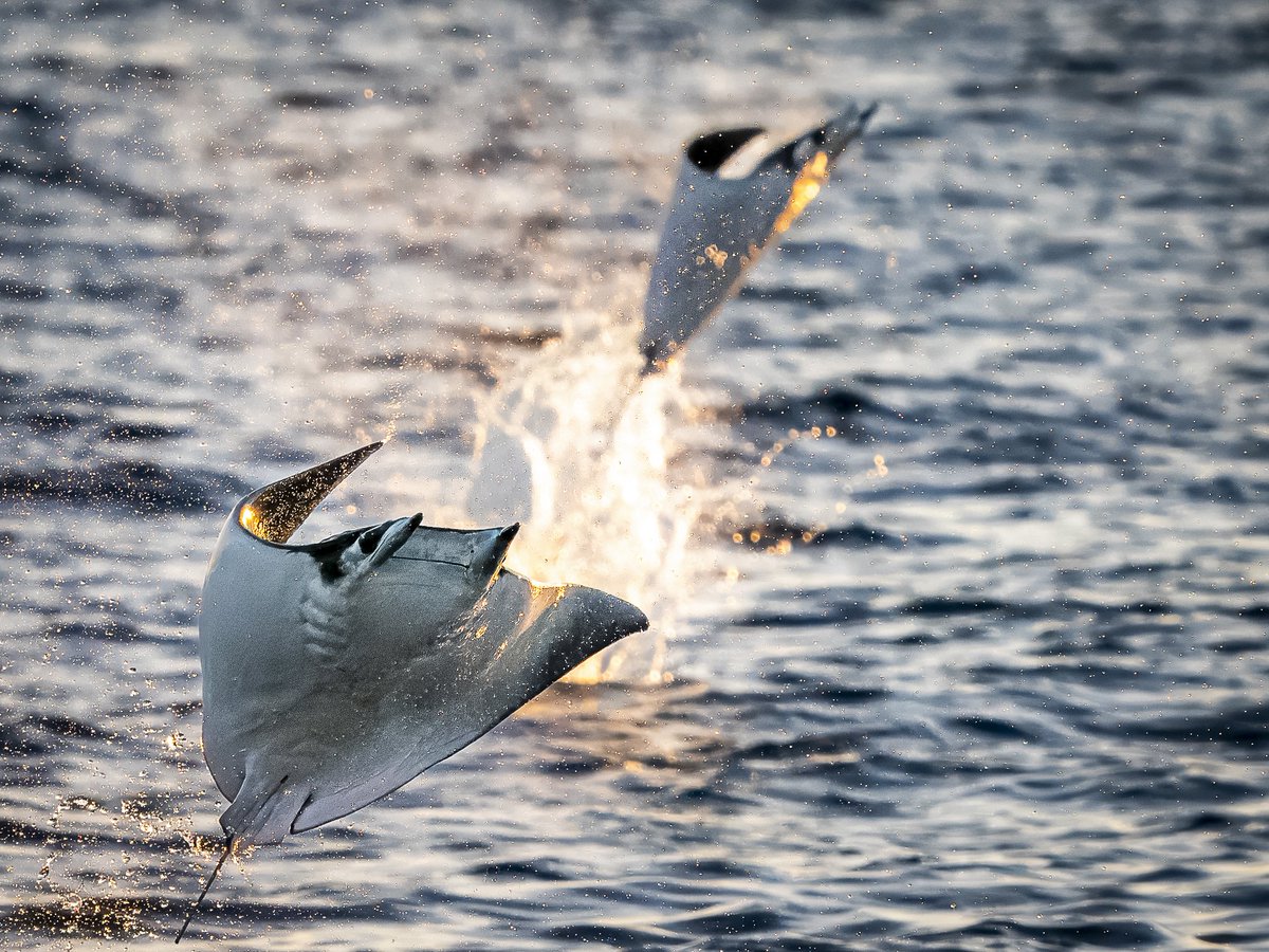 ted smith wildlife photography tweet media