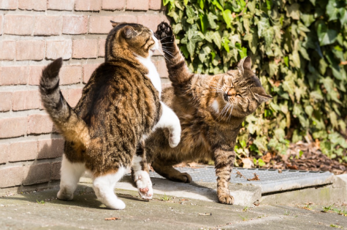 Timothy Thatcher As Cats tweet media