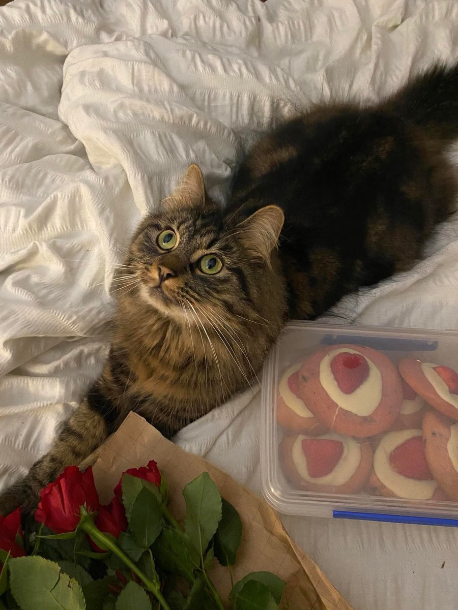 karensarah66's tweet photo. Rex has been missing since 29/7/24 π Please share this beautiful large boy, especially today, #missingcatday #pettheft #muddypawscrime #liverpool https://t.co/gxcvPMxqgi