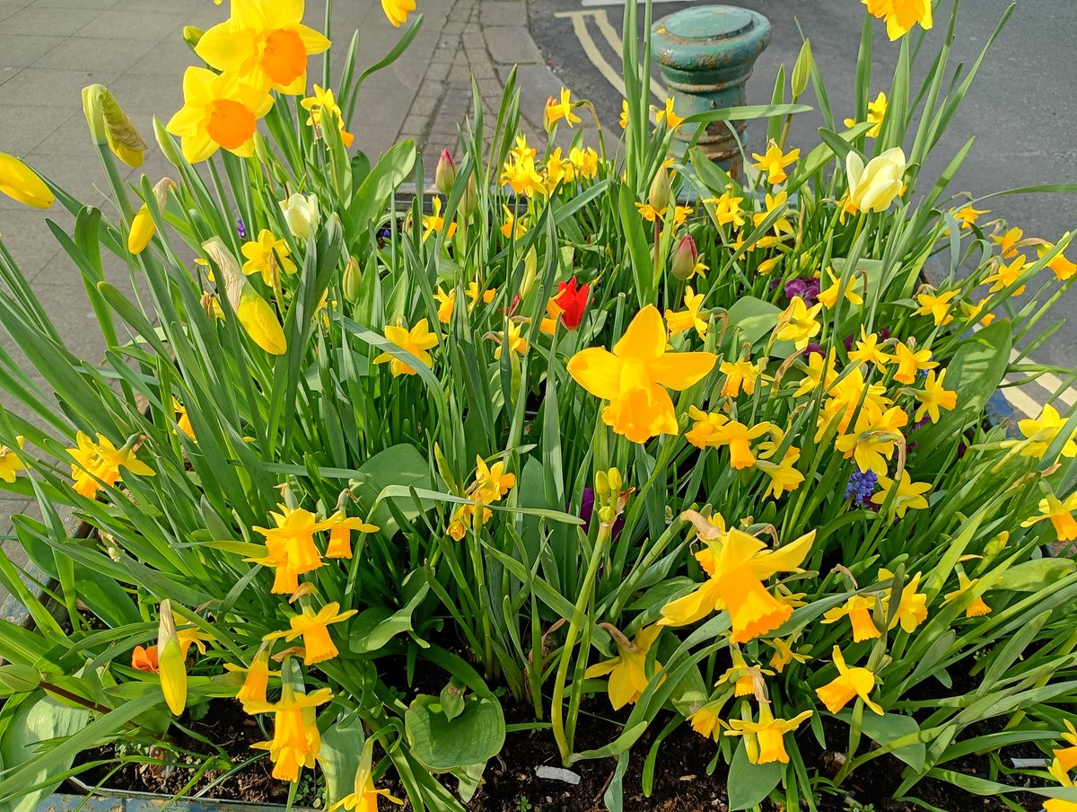 Bambigoesforth's tweet image. This morning we held the village repair cafe. I had a successful time with a pair of trousers, but less so with a rucksack and a jacket. Back next month for more repairs.
#villagelife #repair #reuse #spring