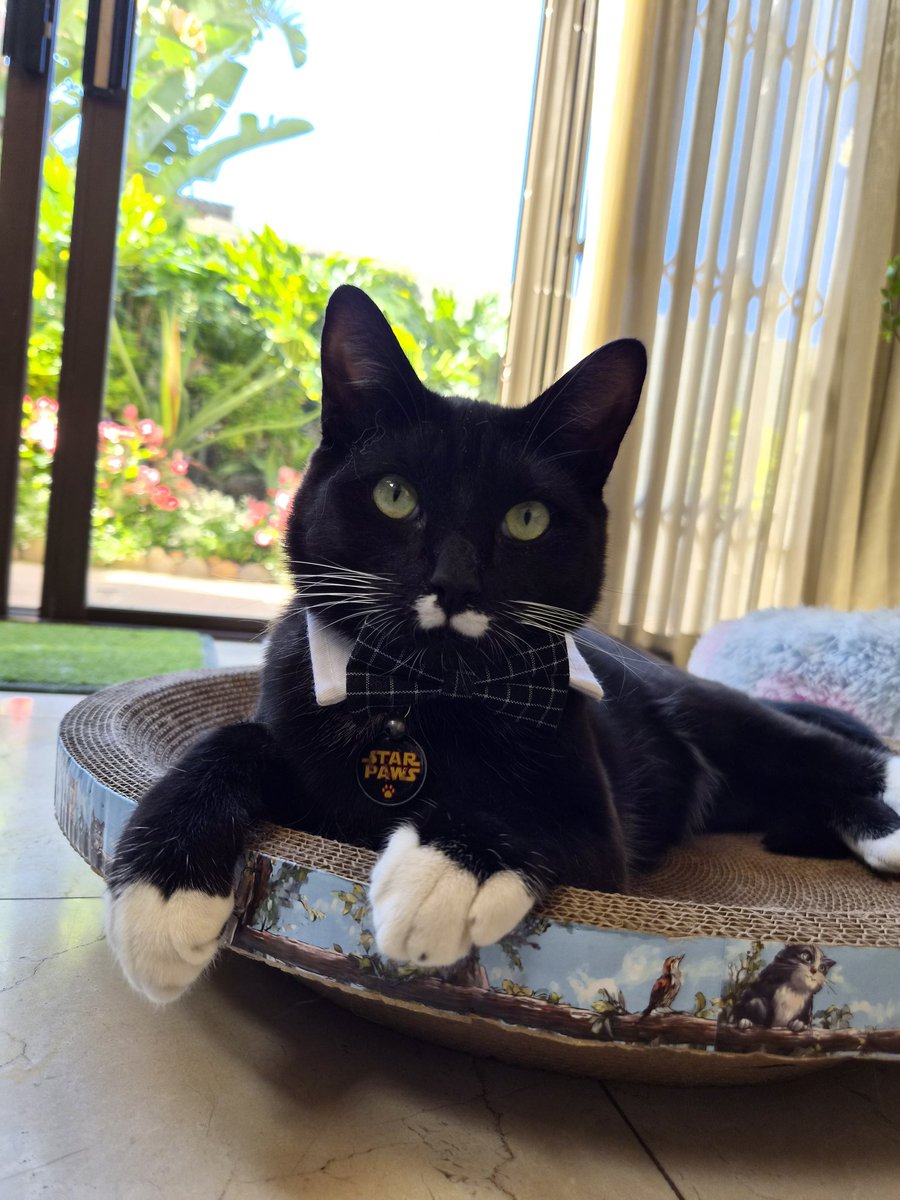 Tasneem Gaffoor tweet media