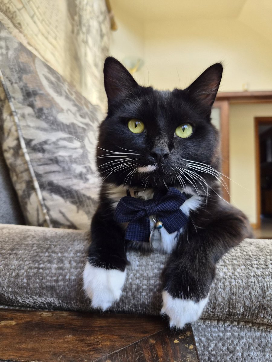 Tasneem Gaffoor tweet media