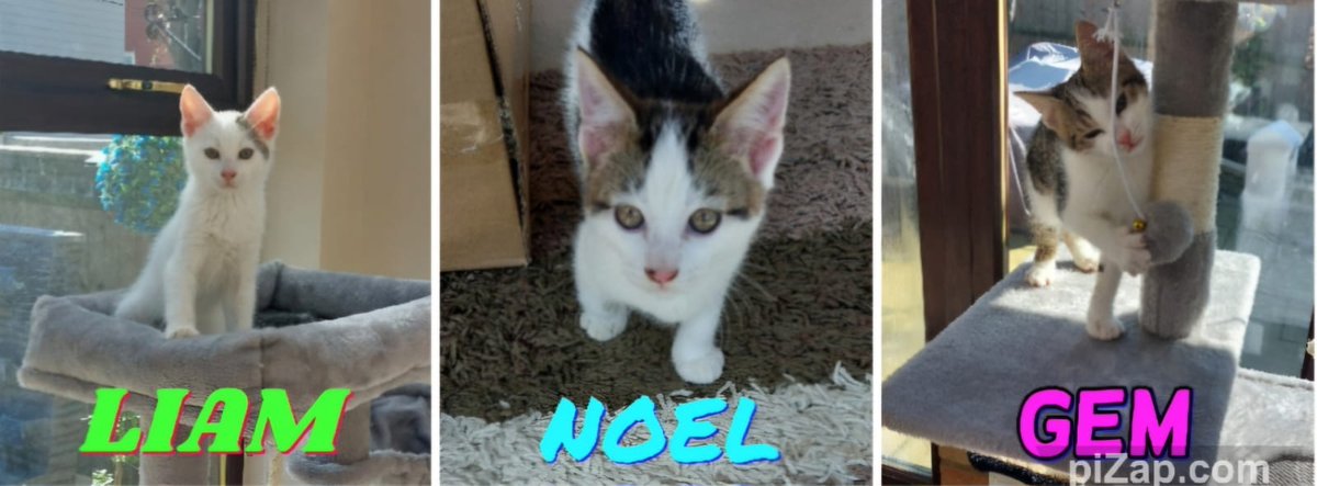 Julie Dunne tweet media