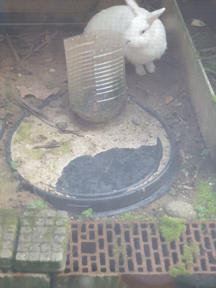 🚦⋆˚࿔laii || gtwscar connoisseur tweet media