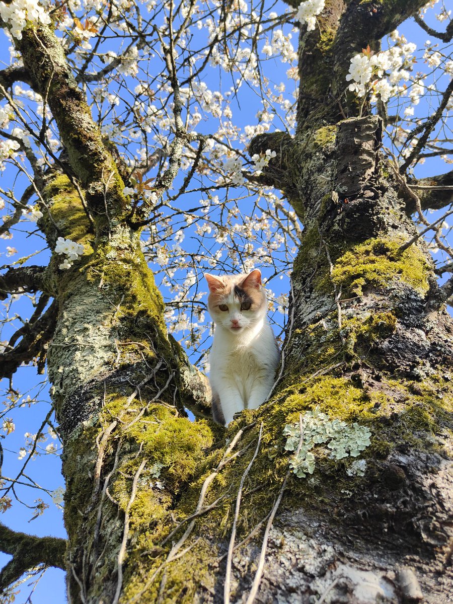 matchalien tweet media