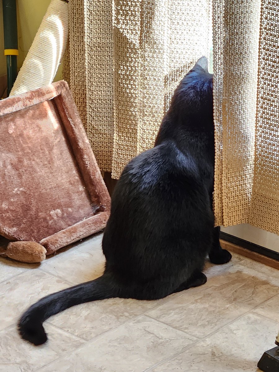 Kat 🐈‍⬛ tweet media