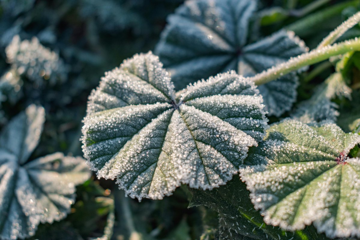 Arlene cruz tweet media