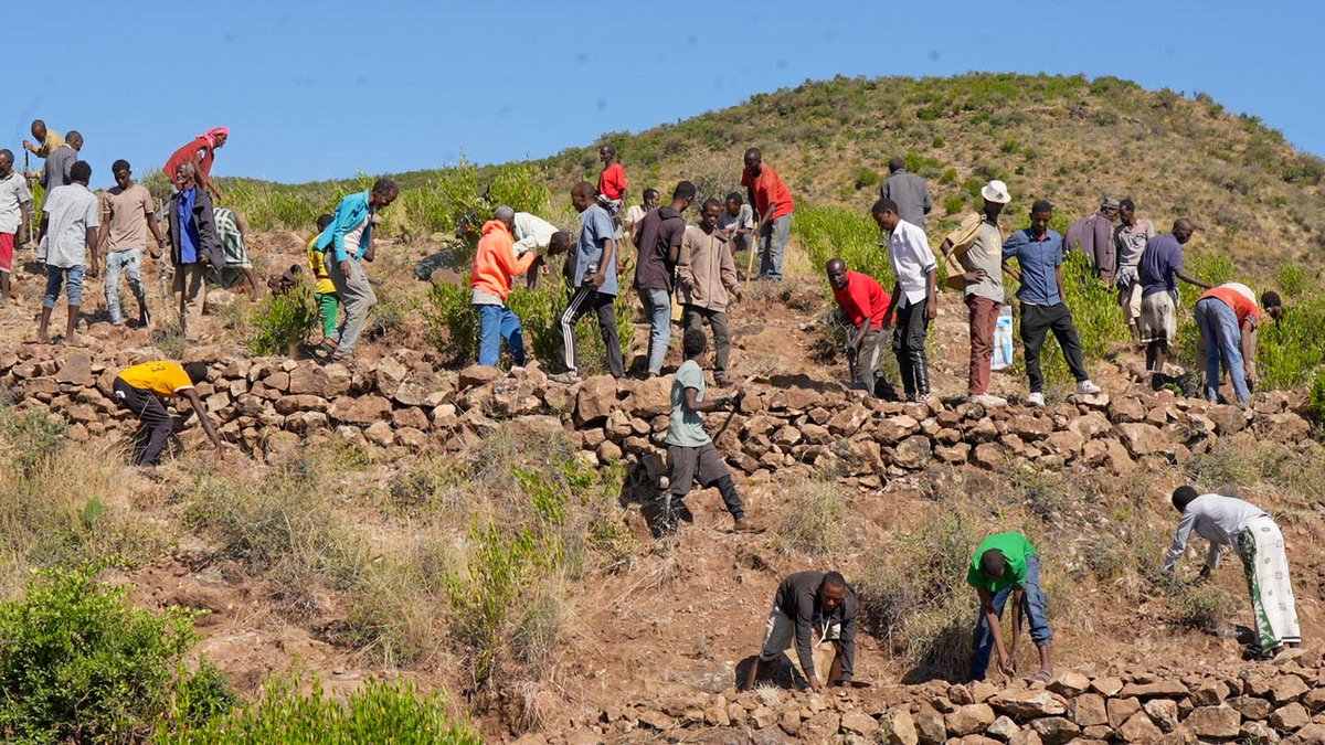 FAOEthiopia's tweet image. Forests restore more than landscapes - rebuild lives. 
In eastern #Ethiopia, conflict-affected #IDPs lead reforestation &amp;amp; dryland farming to reduce climate risks &amp;amp; improve food security. 
Funded by @SwissDevCoop &amp;amp; @Sida, implemented by @FAO with @IOMEthiopia &amp;amp; @UNHabitat_ETH.