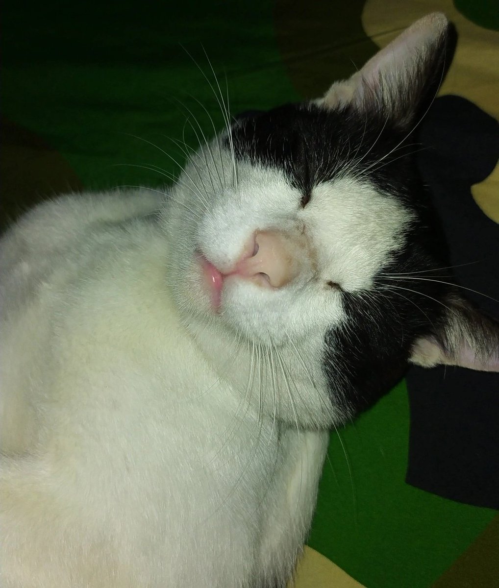 𝒑𝒚𝒖𝒖 • tag after dm bebb 💓 tweet media