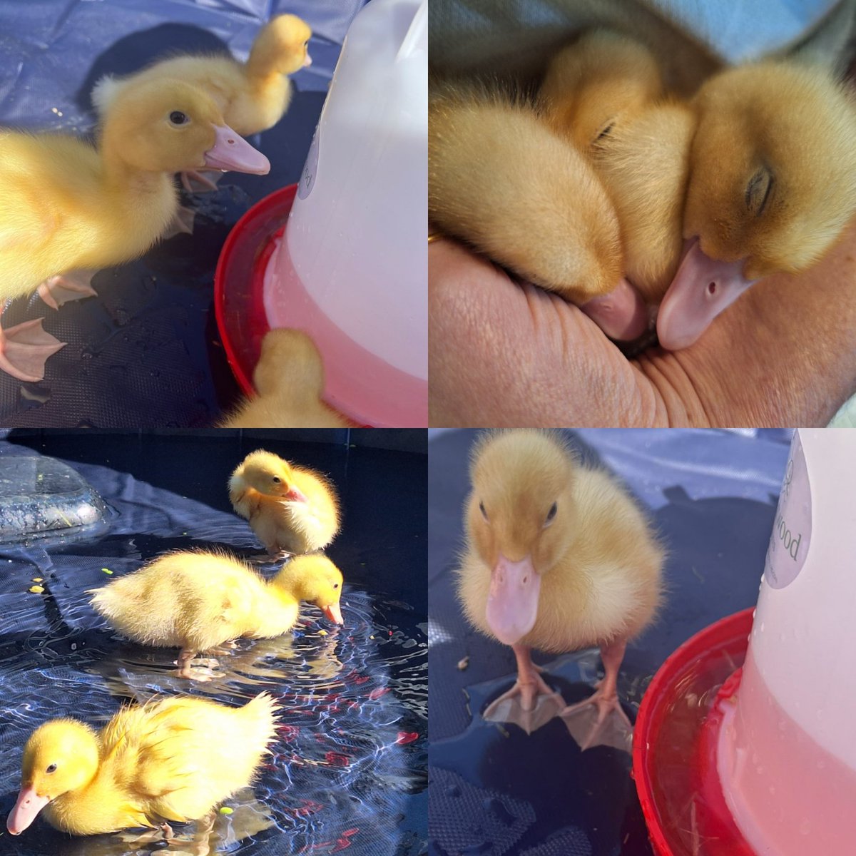 Upton House Science tweet media