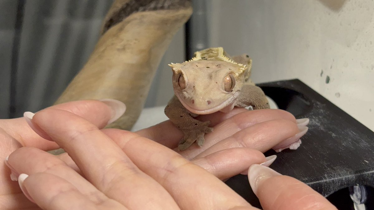 Reptiles_gp's tweet photo. そぼろちゃんが初めて自分から手に乗ってきてくれた記念日🫶🏻（手だけ） https://t.co/flewCcgkMX