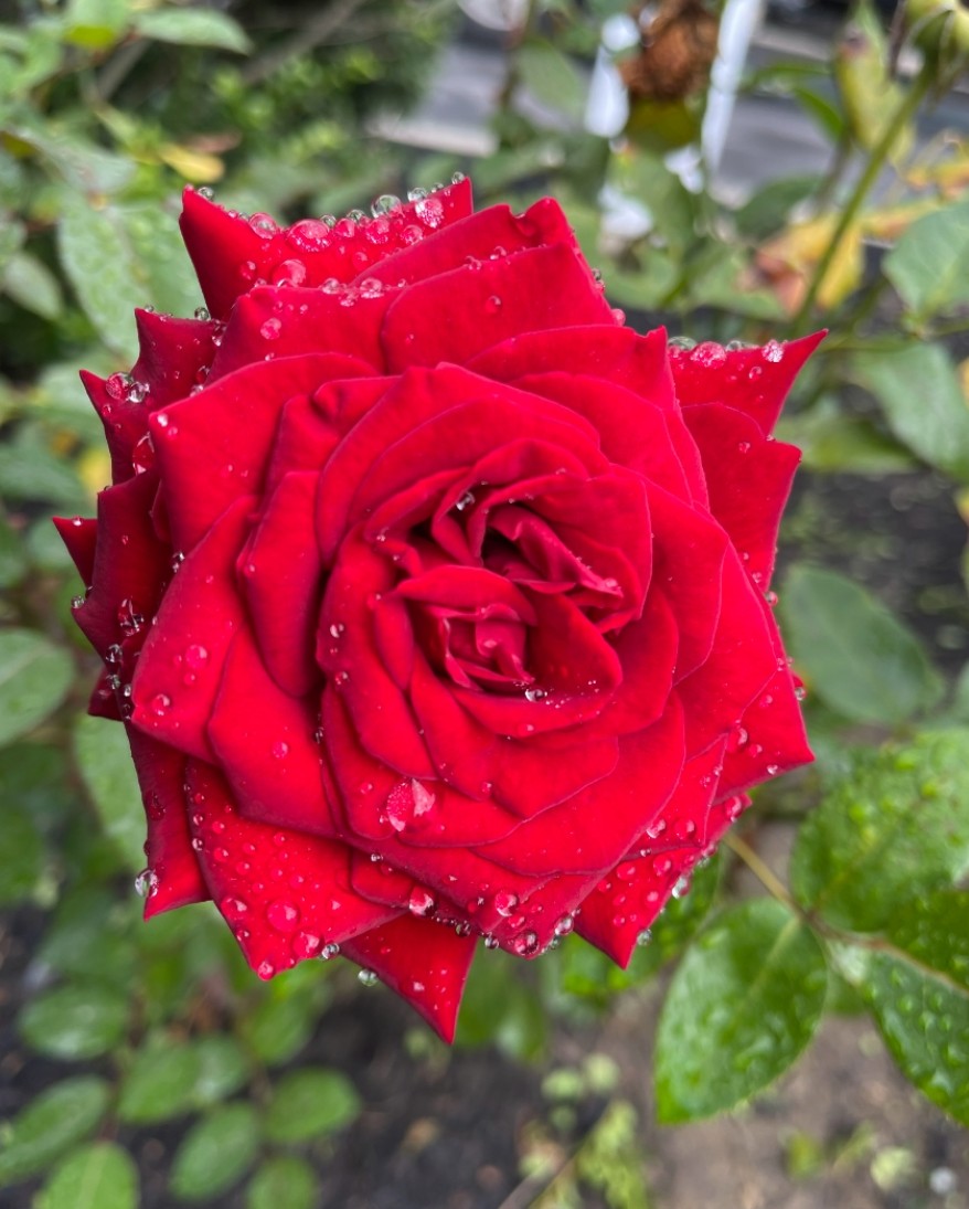 solar 🇵🇸 tweet media