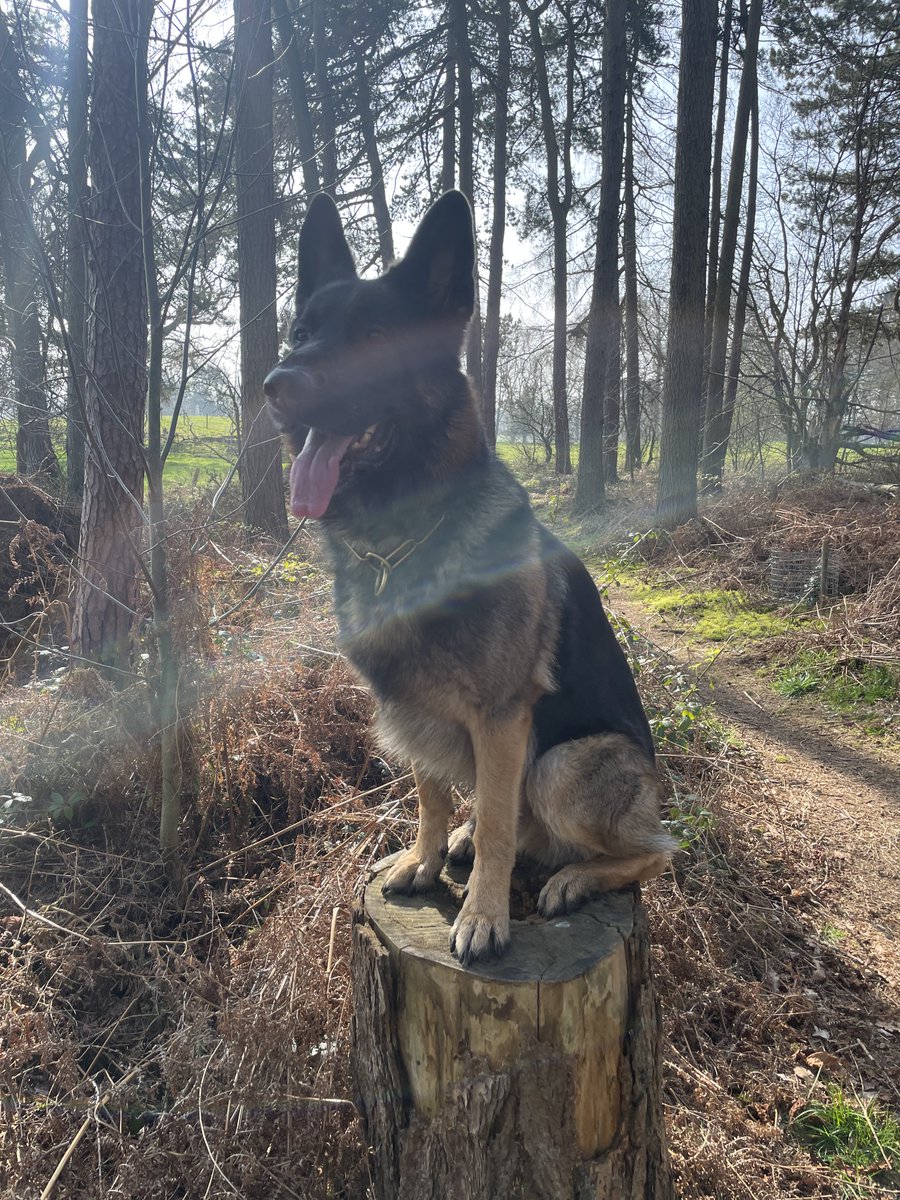 Charlie Lawson tweet media