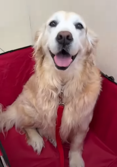 Golden Ratio - On this day tweet media