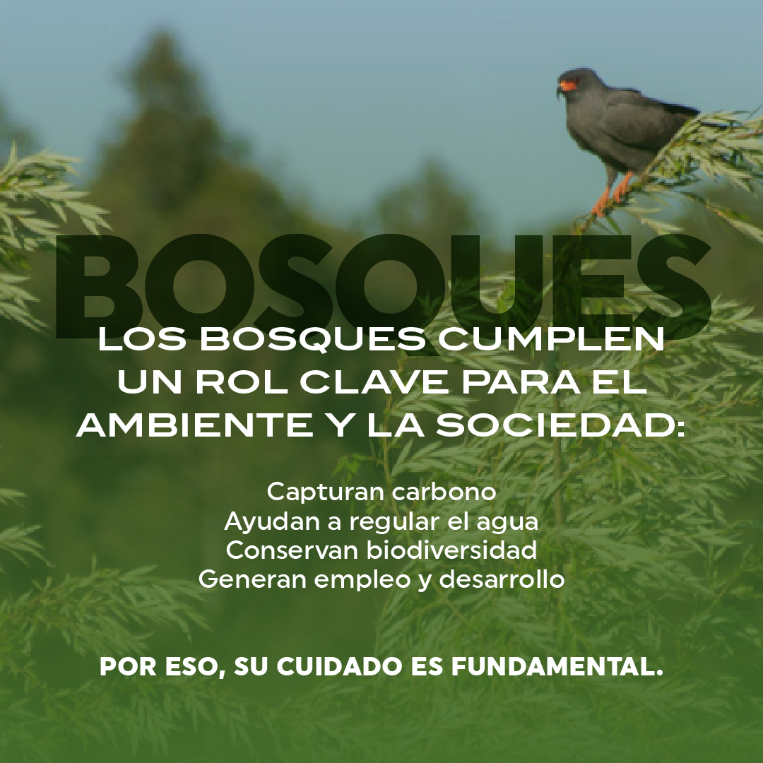 Sociedad de Productores Forestales tweet media