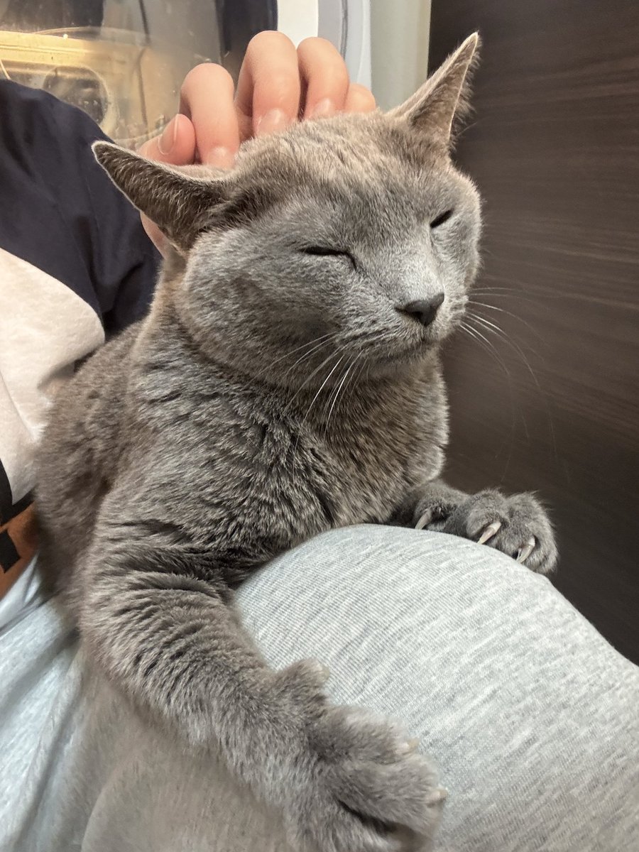 ᴋᴜʀᴏ ©︎🔰【めりあ】 tweet media