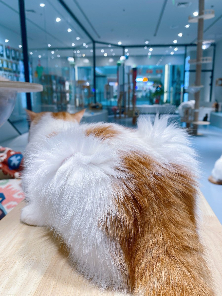 Marini Meka tweet media