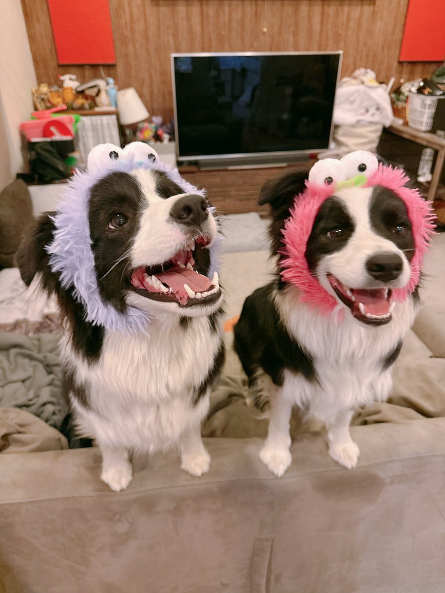 レティ🐼ボーダーコリー tweet media