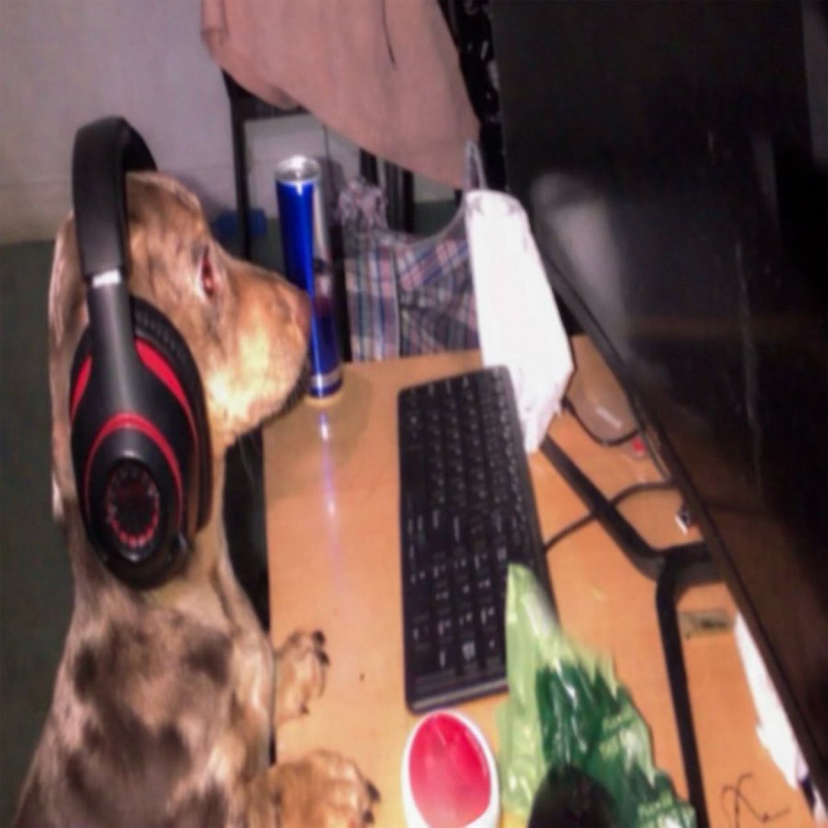 MUSIC MOOSE tweet media