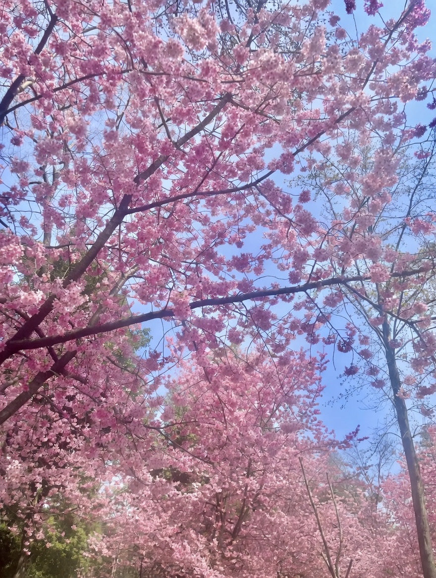 语桐sss tweet media