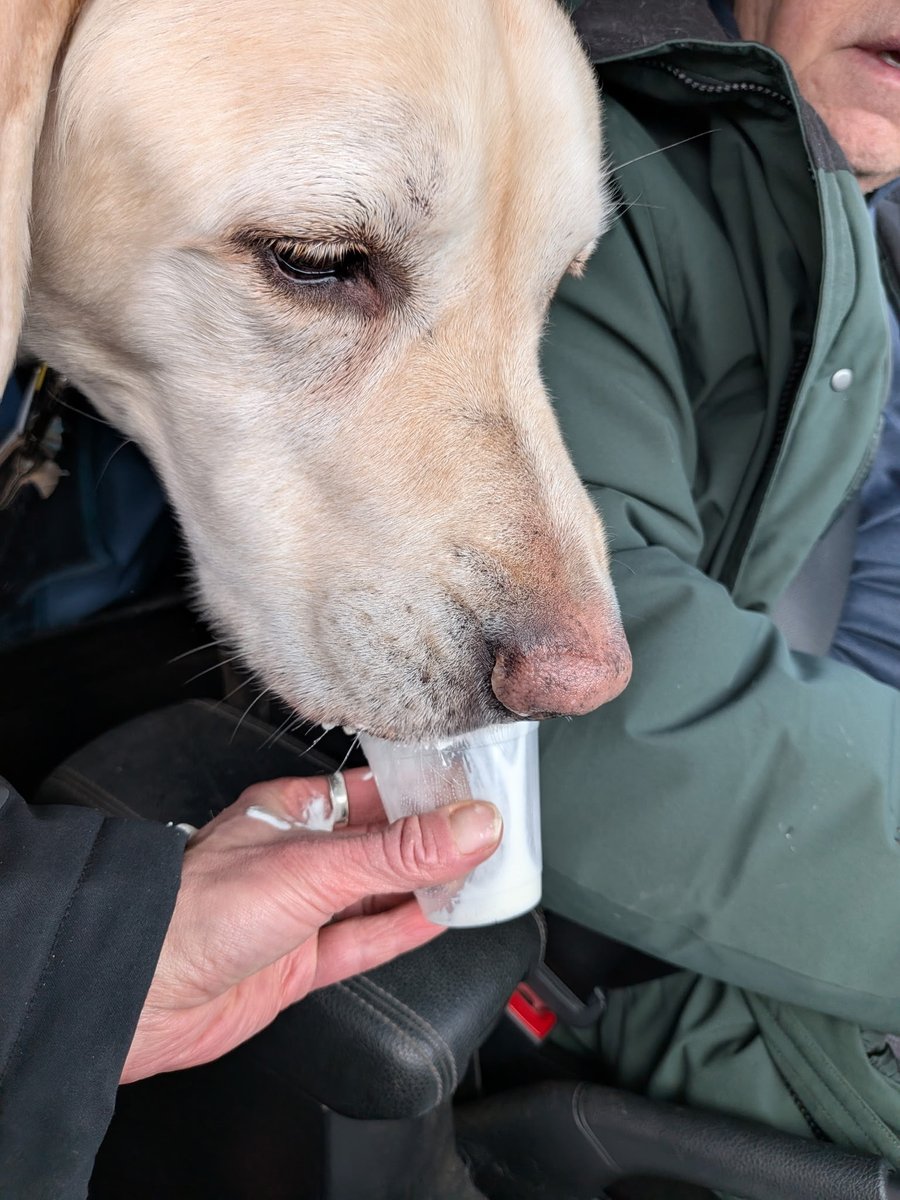 EdLewis23246701's tweet image. I did some shopping this morning at #PetSmart. Because I was well behaved, I was rewarded with a pup cup!!! #Yummy!