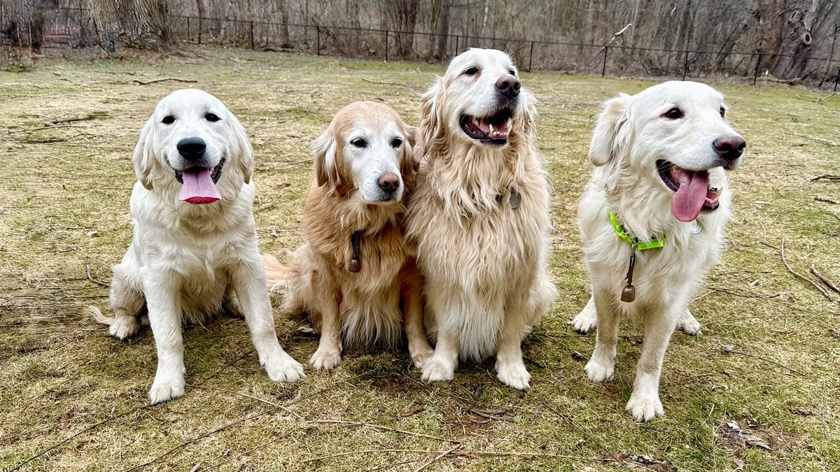 MikeFrezon's tweet image. Our cousin Oscar came over for another playdate. He’s 6 months old and as big as us already!  He thought it was #TongueOutTuesday and Augie played along!
-Oscar, Sophie, Pete &amp;amp; Augie

#BrooksHaven #GoldenRetrievers #grc #dogcelebration #playtime