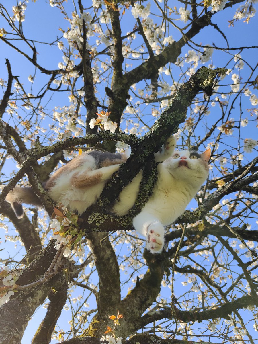 matchalien tweet media