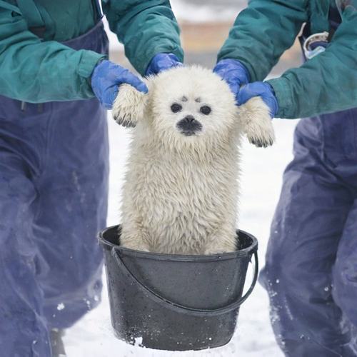 月 - Tsuki tweet media