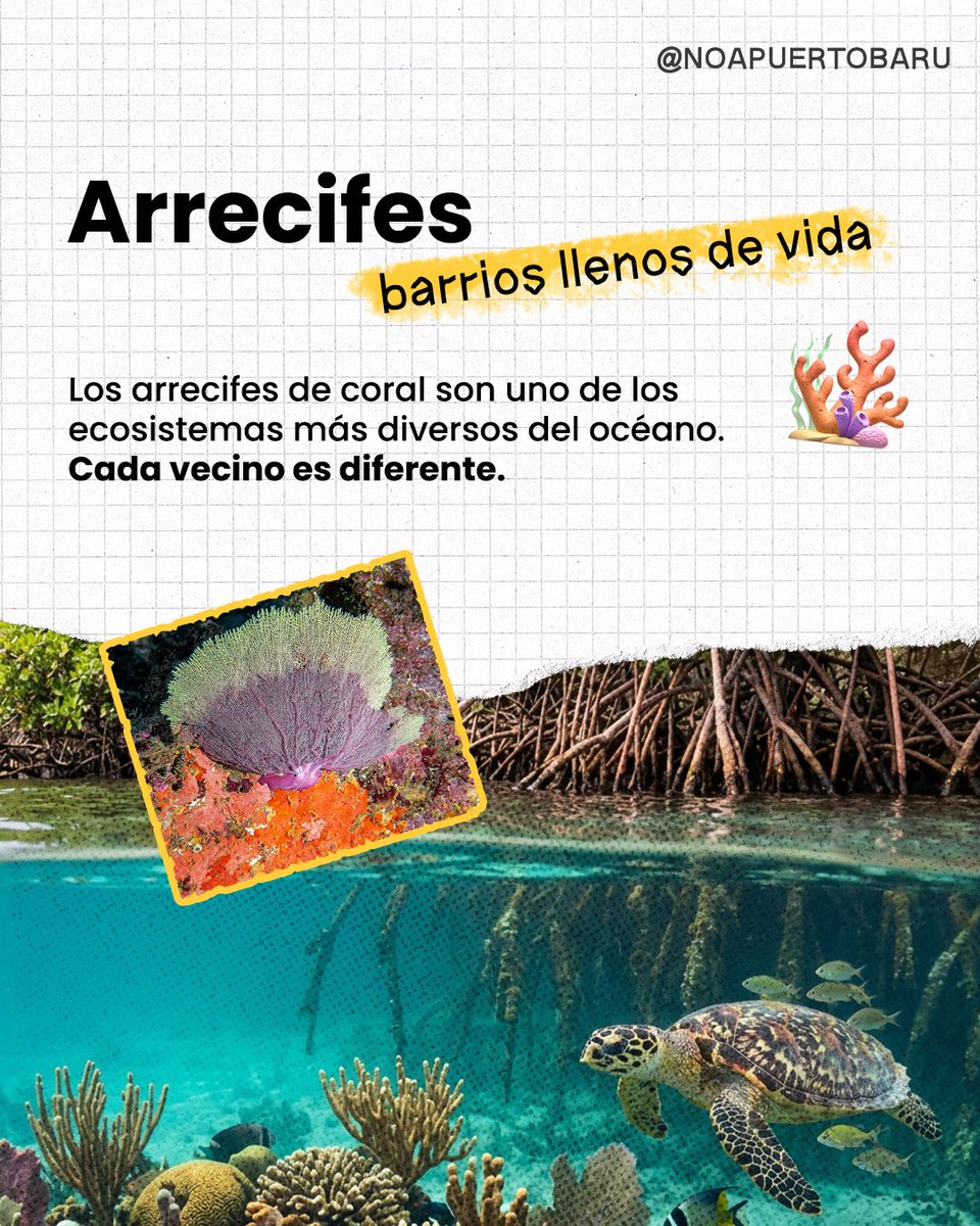 No a Puerto Barú tweet media